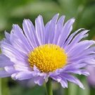 KIMIZA - 40+ SILKY ASTER FLOWER SEEDS / DEER RESISTANT PERENNIAL