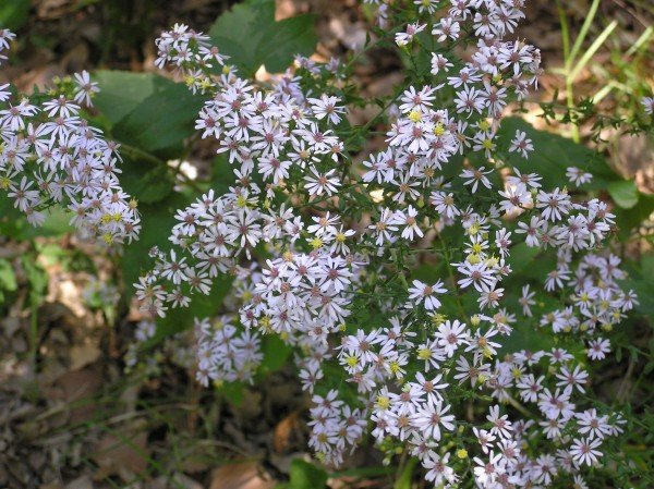 KIMIZA - 40+ ASTER DRUMMONDII FLOWER SEEDS / DEER RESISTANT PERENNIAL