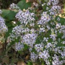 KIMIZA - 40+ ASTER DRUMMONDII FLOWER SEEDS / DEER RESISTANT PERENNIAL