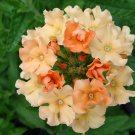 KIMIZA - 50+ VERBENA PEACH AND CREAM SPIRES PERENNIAL FLOWER SEEDS / DEER RESISTANT