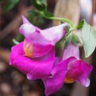 KIMIZA - 50+ SNAPDRAGON LUCKY LIPS FLOWER SEEDS / LONG LASTING ANNUAL / ANTIRRHINUM