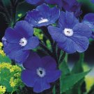 KIMIZA - 30+ BLUE ANCHUSA PERENNIAL FLOWER SEEDS DEER/RABBIT RESISTANT, DROUGHT TOLERANT