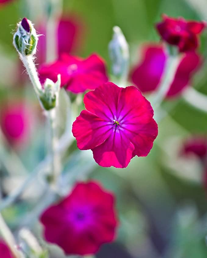 KIMIZA - 30+ LYCHNIS HEIRLOOM FLOS JOVIS FLOWER SEEDS / PERENNIAL / DEER RESISTANT