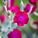 KIMIZA - 30+ LYCHNIS HEIRLOOM FLOS JOVIS FLOWER SEEDS / PERENNIAL / DEER RESISTANT