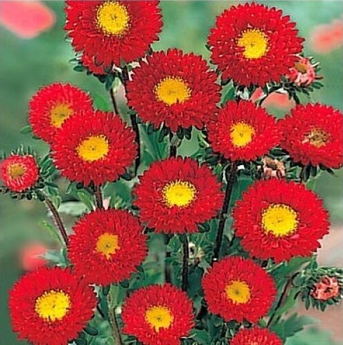 KIMIZA - 30+ ASTER KURENAI RED FLOWER SEEDS / Long Lasting ANNUAL