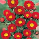 KIMIZA - 30+ ASTER KURENAI RED FLOWER SEEDS / Long Lasting ANNUAL