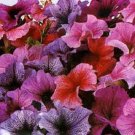 KIMIZA - 30+ PETUNIA DADDY MIX FLOWER SEEDS / ANNUAL