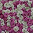KIMIZA - 50+ IBERIS WHITE AND PINK EVERGREEN CANDYTUFT FLOWER SEEDS MIX / DEER RESISTANT