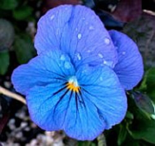 KIMIZA - 30+ VIOLA CORNUTA BLUE PERFECTION FLOWER SEEDS / SHADE PERENNIAL
