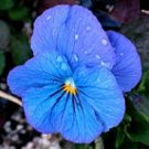KIMIZA - 30+ VIOLA CORNUTA BLUE PERFECTION FLOWER SEEDS / SHADE PERENNIAL