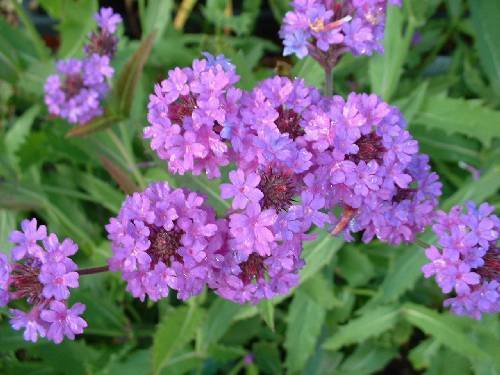 KIMIZA - 50+ VERBENA VERVAIN SOFTEST PURPLE PERENNIAL FLOWER SEEDS / DEER RESISTANT