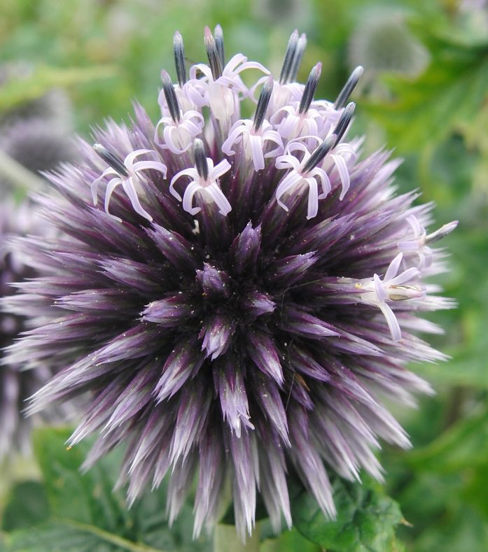 KIMIZA - 30+ ECHINOPS RITRO GLOBE THISTLE PERENNIAL