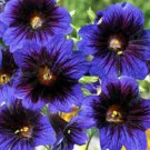 KIMIZA - 30+ VELVETY KEW BLUE SALPIGLOSSIS FLOWER SEEDS / ANNUAL