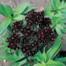 KIMIZA - 40+ DIANTHUS BARBATUS BLACK ADDER FLOWER SEEDS / PERENNIAL SWEET WILLIAM