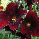 KIMIZA - NEW! 20+ CHOCOLATE STAINED GLASS FLOWER SEEDS / ANNUAL / SALPIGLOSSIS