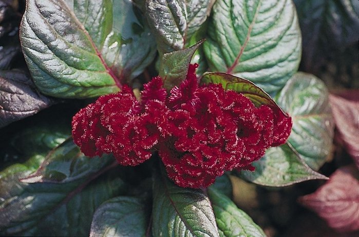 KIMIZA - 30+ MAHOGANY COLORED COCKSCOMB / CELOSIA CRISTATA FLOWER SEEDS