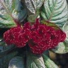 KIMIZA - 30+ MAHOGANY COLORED COCKSCOMB / CELOSIA CRISTATA FLOWER SEEDS