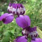 KIMIZA - 50+ COLLINSIA HETEROPHYLLA PURPLE CHINESE HOUSES / SELF-SEEDING ANNUAL