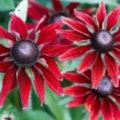 KIMIZA - NEW 30+ RUDBECKIA CHERRY BRANDY FLOWER SEEDS / PERENNIAL