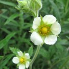 KIMIZA - 50+ ARGUTA POTENTILLA CINQUEFOIL / HARDY PERENNIAL