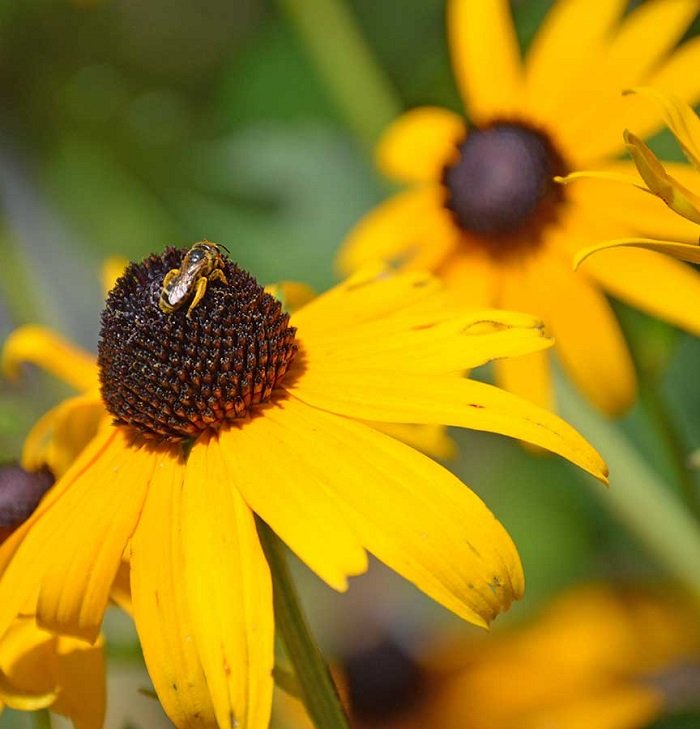 KIMIZA - 50+ HELENIUM PURPLE HEADED TINY DANCER PERENNIAL FLOWER SEEDS