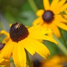 KIMIZA - 50+ HELENIUM PURPLE HEADED TINY DANCER PERENNIAL FLOWER SEEDS