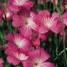KIMIZA - 50+ AGROSTEMMA ROSE QUEEN FLOWER SEEDS / SELF-SEEDING ANNUALS
