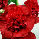 KIMIZA - 30+ SCARLET GIANT DANISH DOUBLE HOLLYHOCK FLOWER SEEDS / PERENNIAL