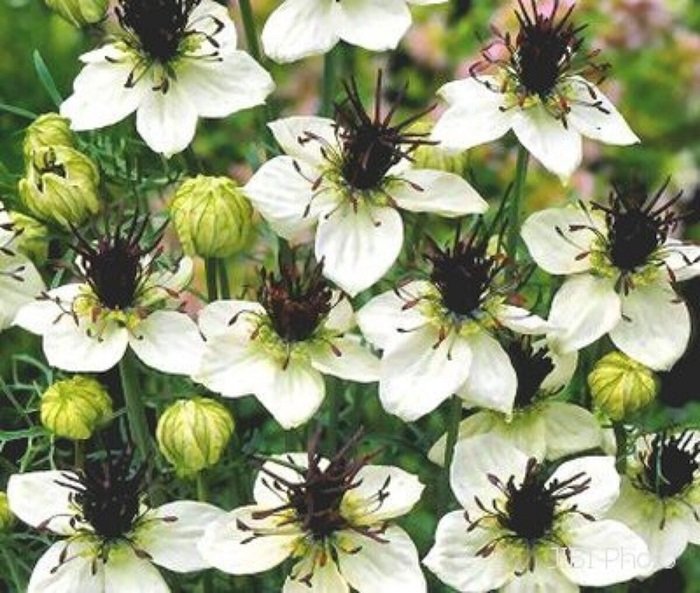 KIMIZA - 50+ NIGELLA LOVE IN THE MIST WHITE MISS JEKYLL FLOWER SEEDS / RESEEDING ANNUAL