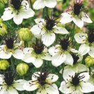 KIMIZA - 50+ NIGELLA LOVE IN THE MIST WHITE MISS JEKYLL FLOWER SEEDS / RESEEDING ANNUAL