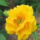 KIMIZA - 50+ EXTRA LARGE YELLOW LADY STRANTHEDEN GEUM FLOWER SEEDS / PERENNIAL