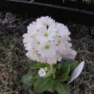 KIMIZA - 30+ PRIMULA SNOWBALL FLOWER SEEDS / PERENNIAL / SWEET SCENT / SHADE PERENNIAL