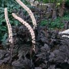 KIMIZA - 25+ CIMICFUGA COHASH FAIRY CANDLES HERB / FLOWER SEEDS / PERENNIAL