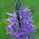 KIMIZA - 30+ CAMAS BOLD BLUE PERENNIAL FLOWER SEEDS / GREAT FOR BOUQUETS