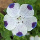 KIMIZA - 50+ FIVE SPOT GROUND COVER FLOWER SEEDS / NEMOPHILA / ANNUAL
