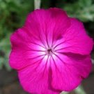 KIMIZA - 50+ ROSE CAMPION LYCHNIS / PERENNIAL / DEER RESISTANT / EASY TO GROW