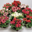KIMIZA - 30+ GORGEOUS BEGONIA AMBASSADOR MIX FLOWER SEEDS (red, white and pink) / ANNUAL