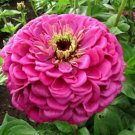 KIMIZA - NEW! 35+ BENARY'S GIANT PINK ZINNIA FLOWER SEEDS / LONG LASTING CUT FLOWERS