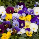 KIMIZA - 35+ BEL VISO VIOLA FLOWER SEED MIX / SHADE LOVING PERENNIAL