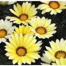 KIMIZA - 30+ GAZANIA KISS LEMON YELLOW FLOWER SEEDS / DROUGHT-TOLERANT / RESEEDING ANNUAL