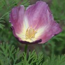 KIMIZA - 40+ PURPLE GLEAM ESCHSCHOLZIA POPPY FLOWER SEEDS MIX / RESEEDING ANNUAL PAPAVER