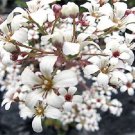 KIMIZA - 75+ PURE WHITE SAXIFRAGA "SPRING SNOW" FLOWER SEEDS / EVERGREEN PERENNIAL / GIFT