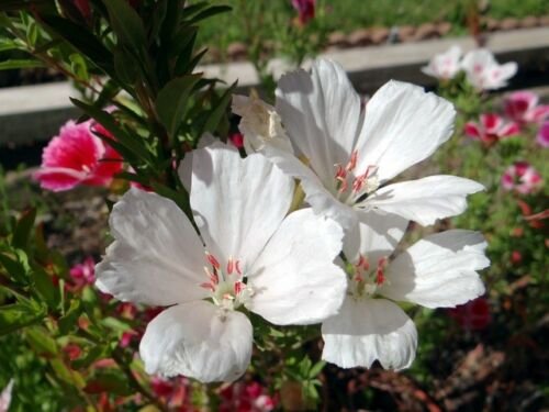 KIMIZA - 50+ WHITE CLARKIA FLOWER SEEDS / RE-SEEDING ANNUAL / GODETIA