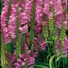 KIMIZA - 40+ ROSE COLORED OBEDIENT PLANT FALSE DRAGON FLOWER SEEDS / PERENNIAL