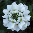 KIMIZA - 50+ IBERIS BRILLIANT WHITE EVERGREEN CANDYTUFT FLOWER SEEDS / DEER RESISTANT