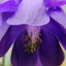 KIMIZA - 35+ COLUMBINE AQUILEGIA PURPLE ALPINA FLOWER SEEDS / PERENNIAL
