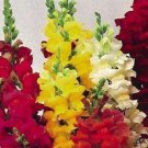 KIMIZA - 50+ RAINBOW MIX SNAPDRAGON FOWER SEEDS / RE-SEEDING ANNUAL