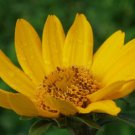 KIMIZA - 50+ HELIOPSIS FALSE SUNFLOWER SEEDS / PERENNIAL / GROWS POOR SOIL EVEN HARD CLAY