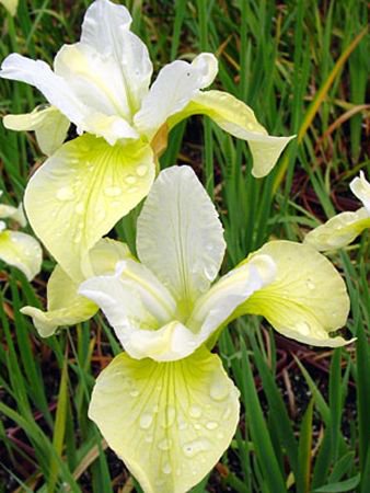 KIMIZA - 20+ YELLOW AND WHITE IRIS SIBERICA FLOWER SEEDS / DROUGHT AND FROST HARDY