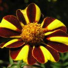 KIMIZA - 30+ HEIRLOOM HARLEQUIN MARIGOLD FLOWER SEEDS